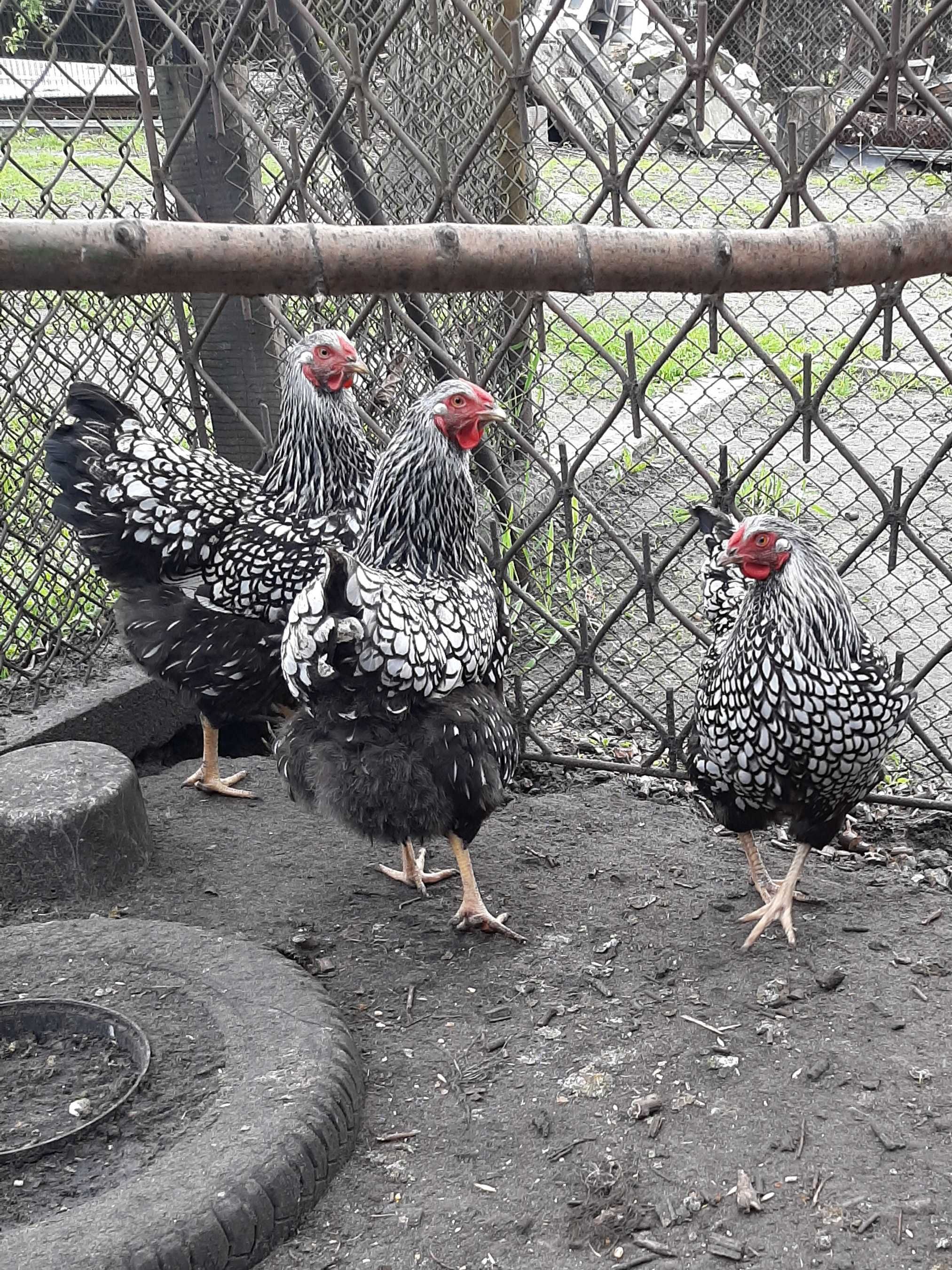 jaja lęgowe wayandotte, marans, australorp i koguty tych ras