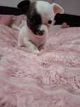 Piesek Chihuahua