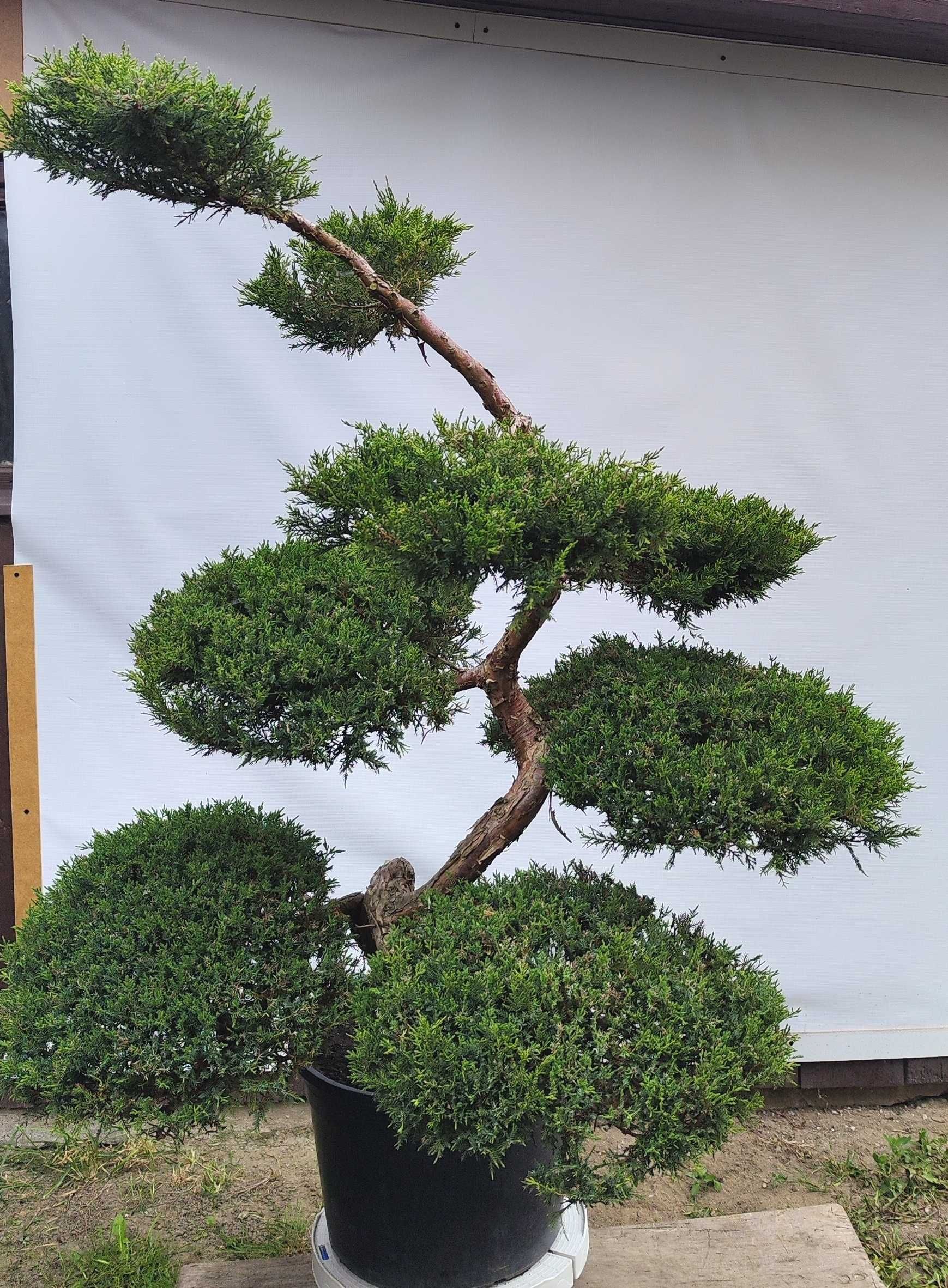 Bonsai Niwaki Jałowiec Wilhelm Pfitzer