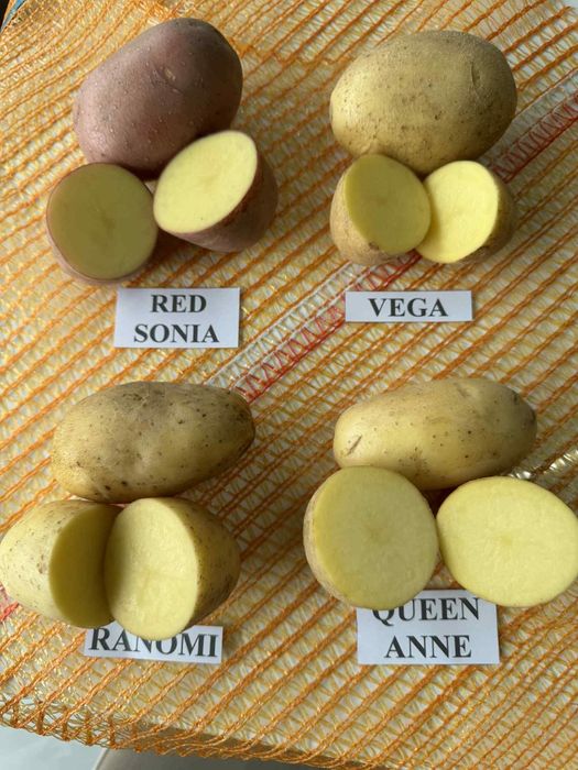 Ziemniaki jadalne Vega Ranomi Queen Anne Red  Sonia