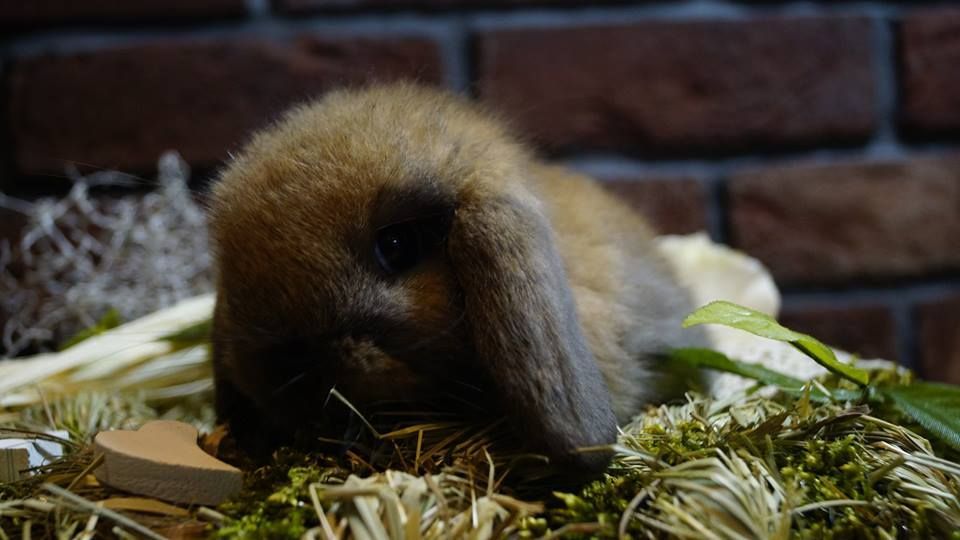 Mini Lop Baranek Miniaturowy Miniaturka Hiszpania Anglia metryka