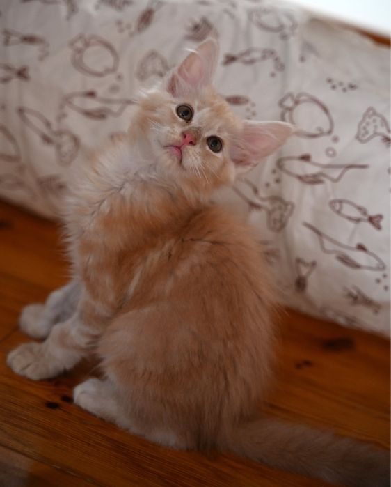 Maine coon kocur kremowy srebrzysty FPL opcja hodowlana