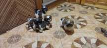 Shih tzu sprzedam suczka