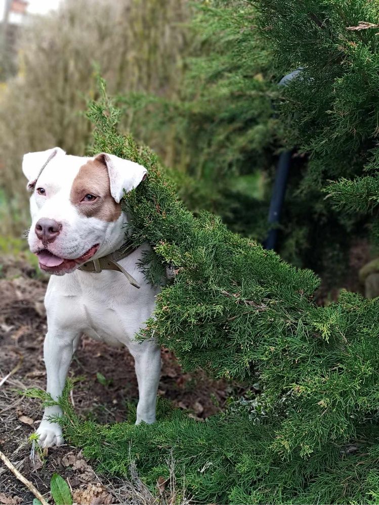 Dino Szuka Domu Tymczasowego z Możliwością Stałej Adopcji!