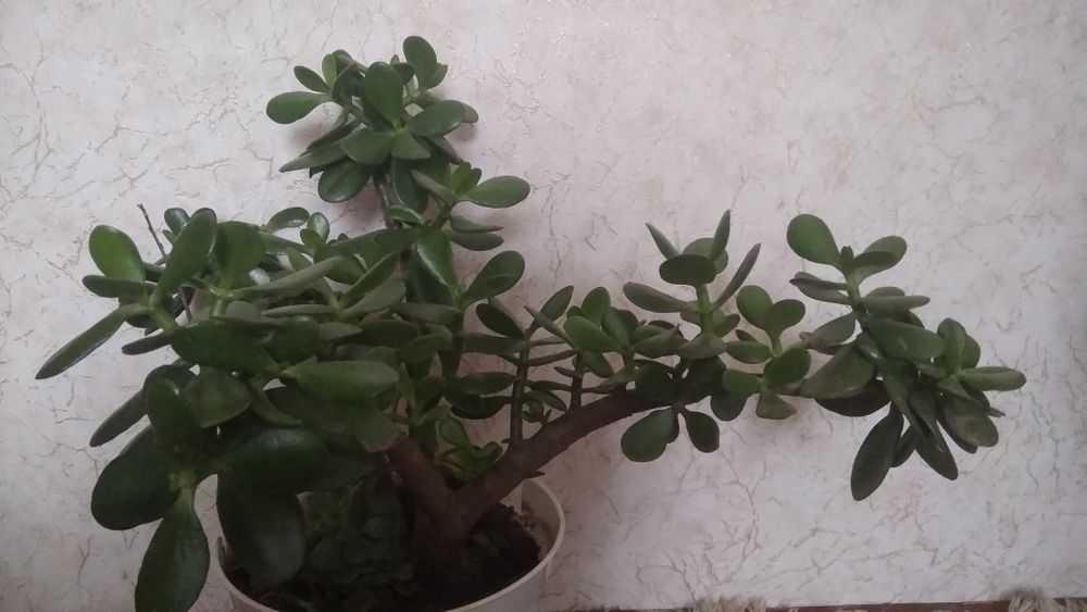 Грошове   дерево