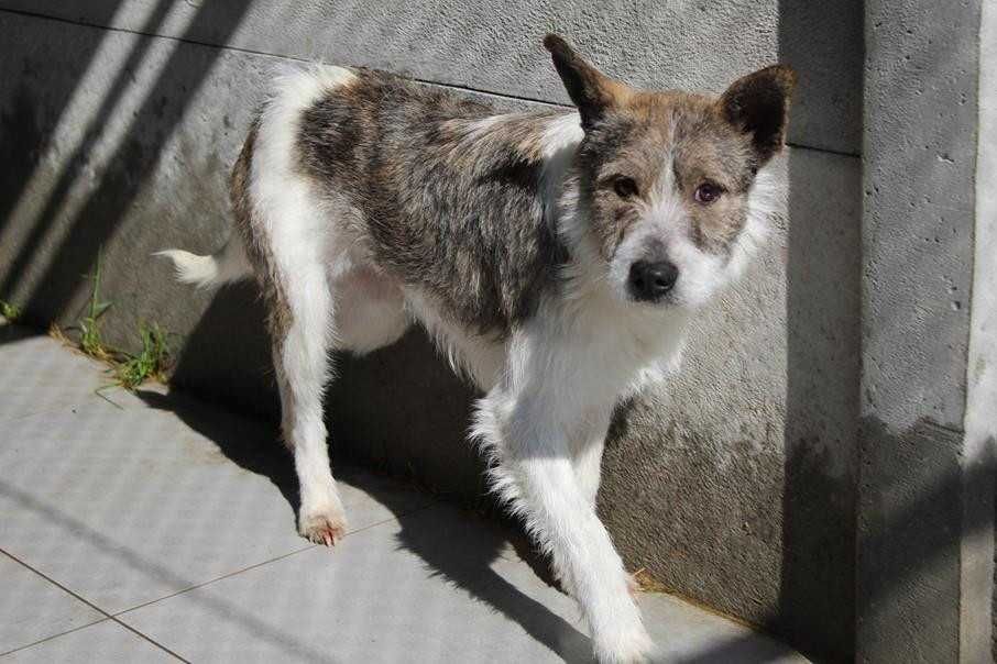 103449 Ludmiła do adopcji