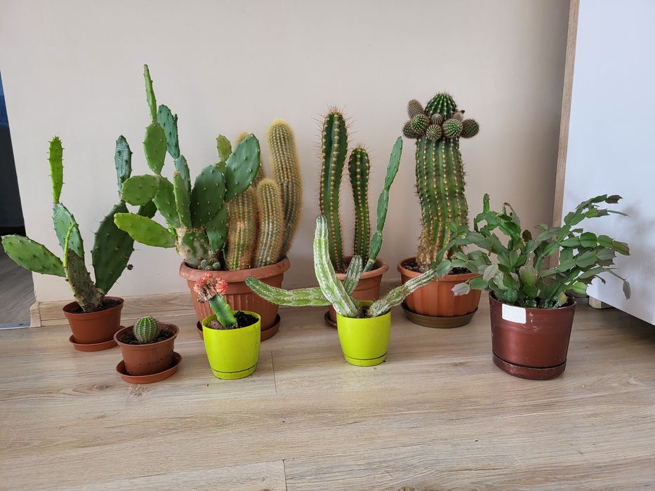 Kaktusy-cała kolekcja domowa