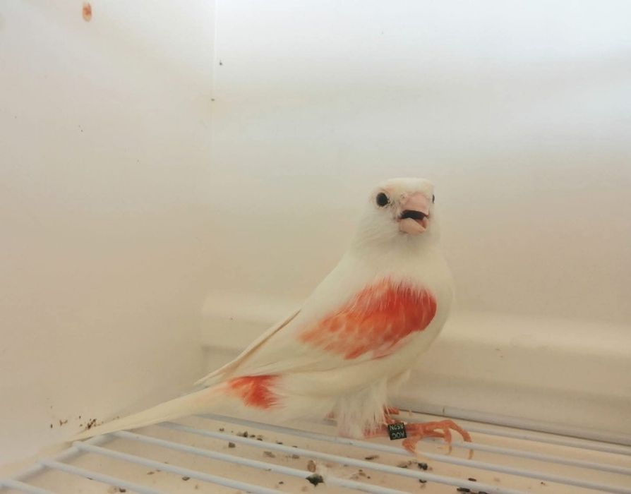 Canários Mosaico Vermelho Linha Fêmea