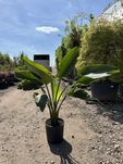 Strelitzia augusta, Strelicja biała, 100-120cm, 180-200cm