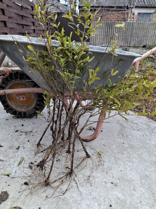 Продам саджанці інжиру і граната