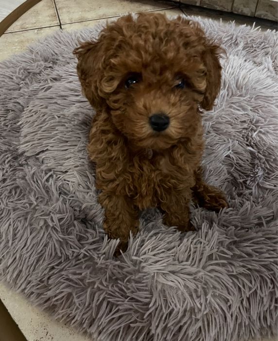 Suczka Pudel Toy Red