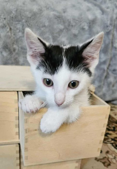 12tyg.kotka,kociczka biało-czarna z domu tymczas.ADOPCJA