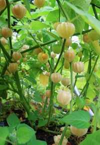 plantas phisalis, tomate capucho