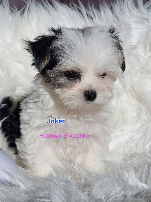 Szczeniak york Yorkshire terrier biewer morkie