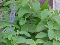 Falso-boldo (Plectranthus barbaria) produzido em modo ecológico