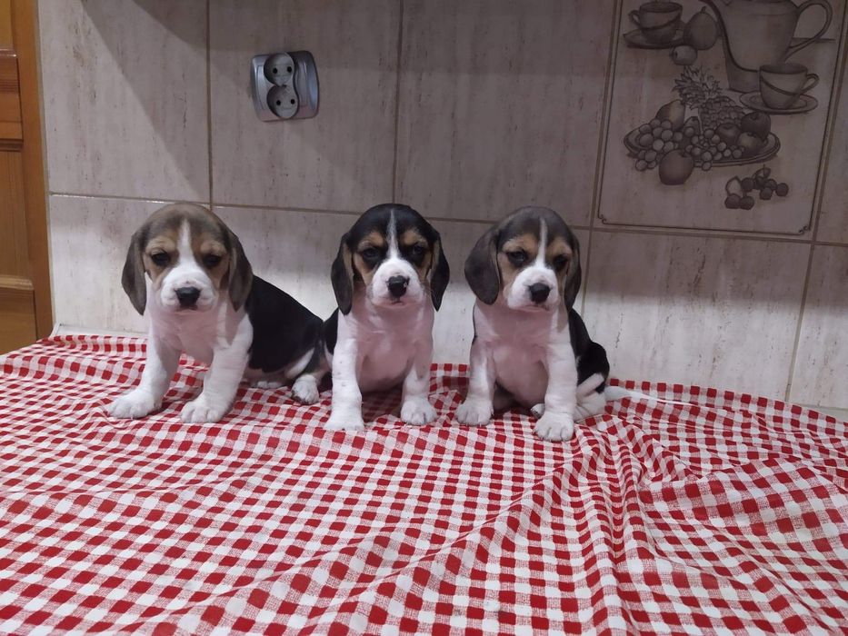 Piękne -szczenię Beagle