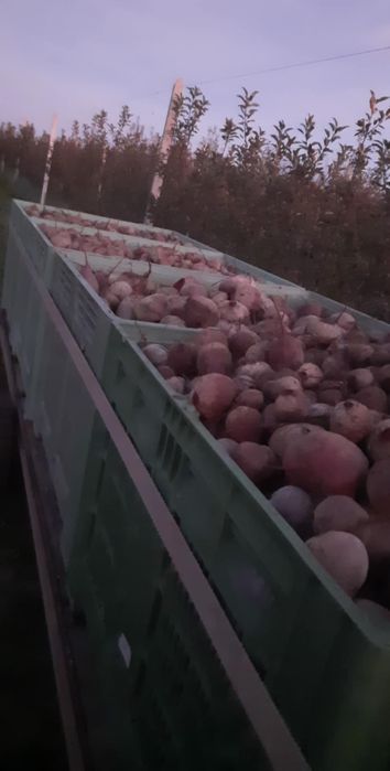 Burak ćwikłowy Wodan