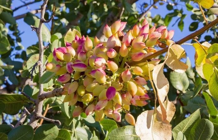 Фисташковое дерево (Киргизское)