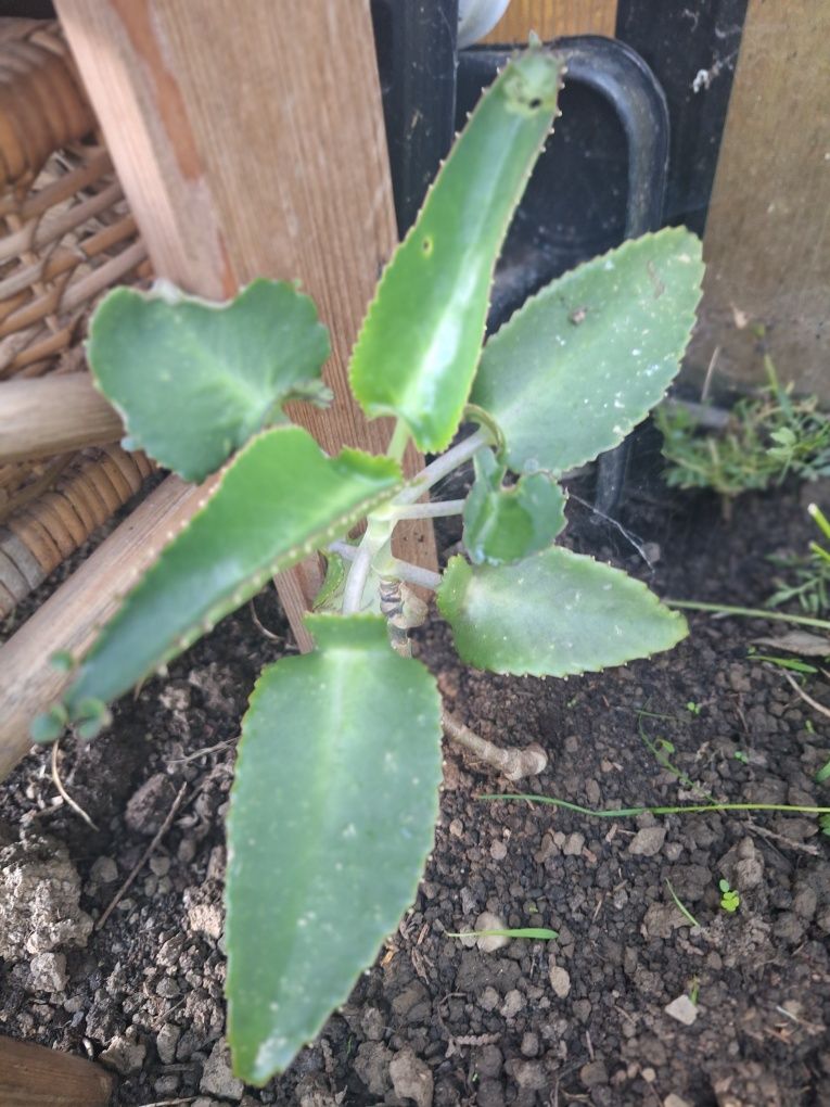 ŻYWORÓDKA PINNATA żyworódka lecznicza (don 10 cm)