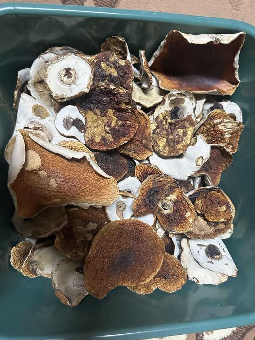 suszone borowiki z Puszczy Białowieskiej