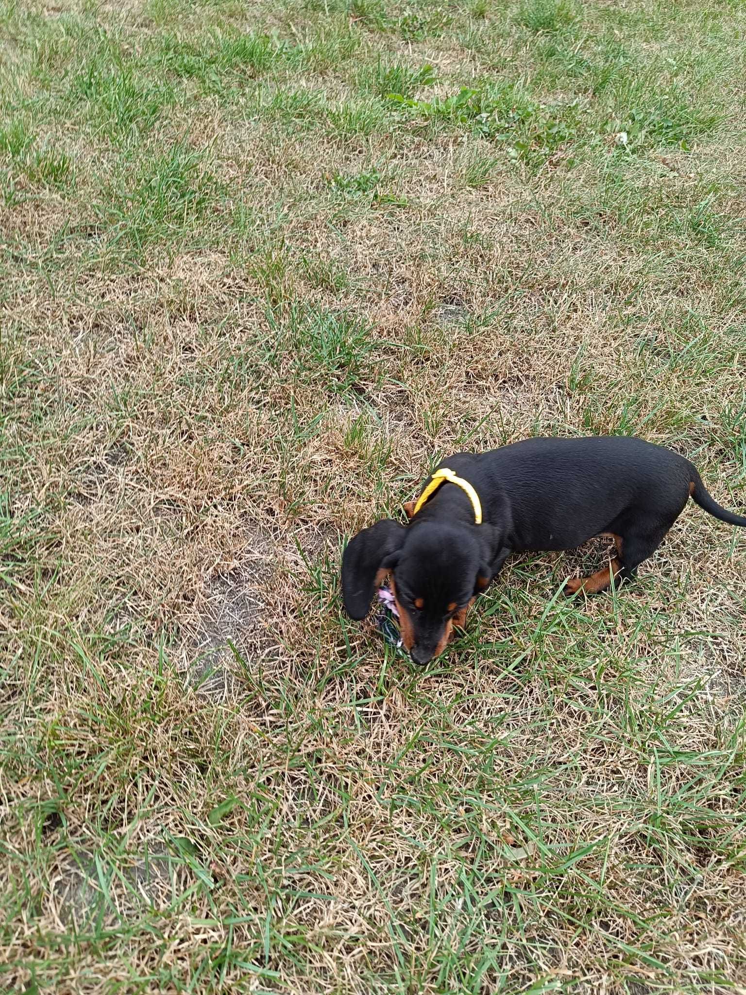 Jamnik miniatura Piesek do odbioru ! Czarny podpalany