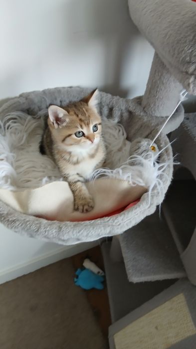 Fêmea scottish Straight. Tabby