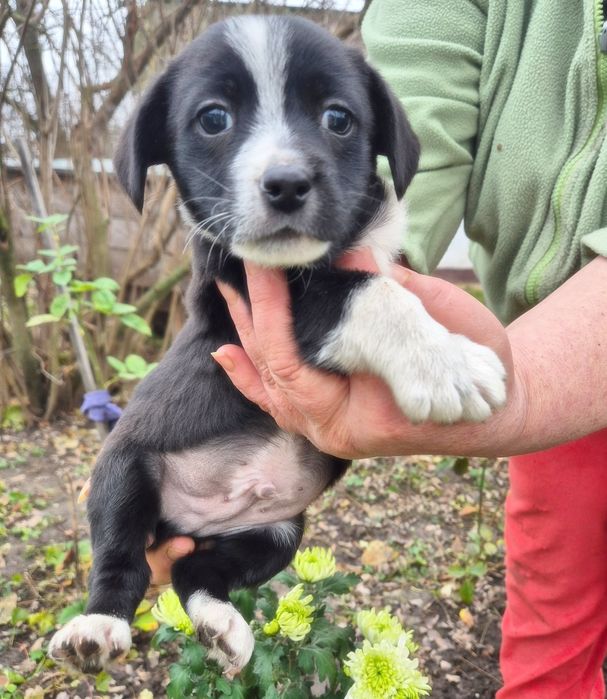 Цуцики у добрі руки! Безкоштовна доставка по Київській області!
