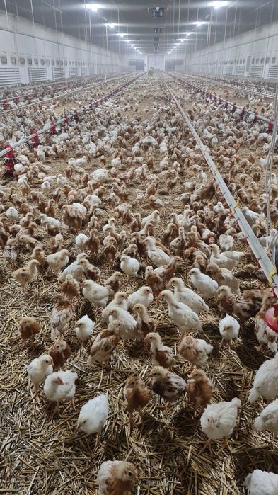 Kury młode nioski z jajkiem.Sprzedaż kurek ROSA1 MESSA z Fermy Drobiu.