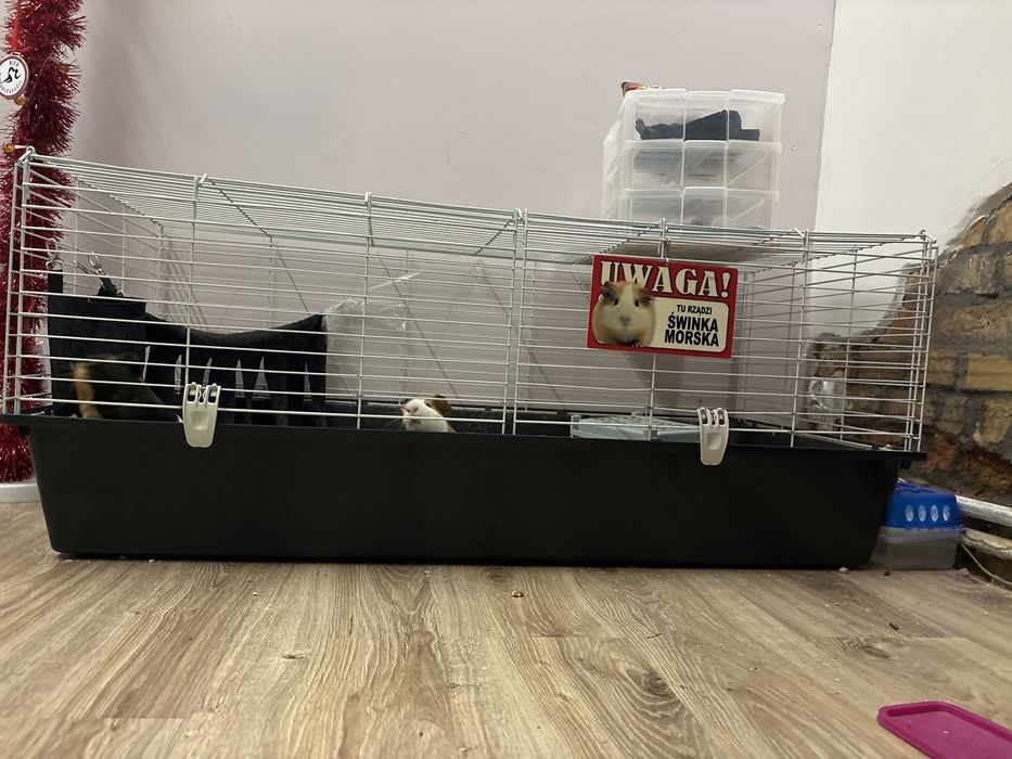 2 swinki morskie z klatką