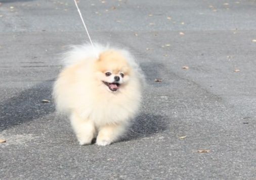 Szpic miniaturowy pomeranian