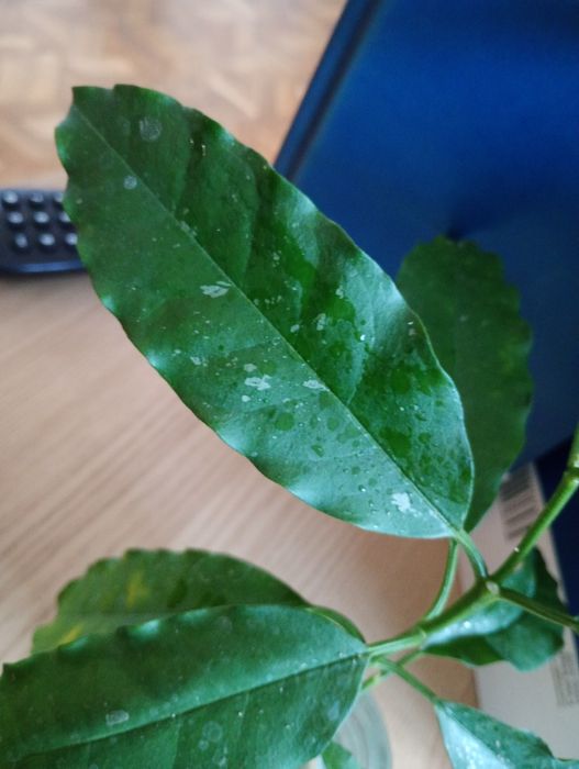 Hoya lockii sadzonka cięta , posiada 6 węzłów   Rezerwacja Agatasp