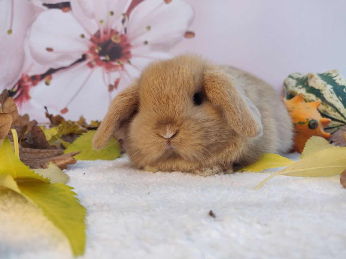 Króliczki Mini Lop. Urocze maluszki do rezerwacji. Komplet szczepień.