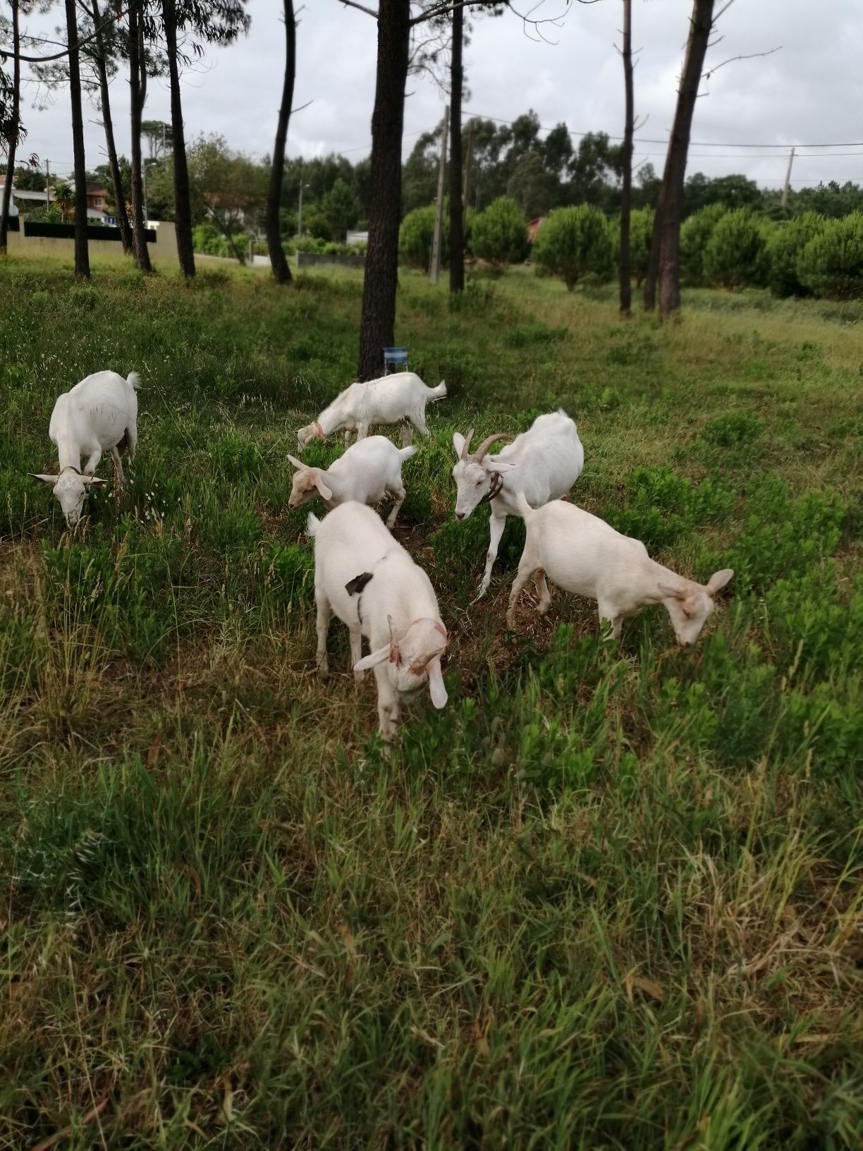 Caprinos para venda
