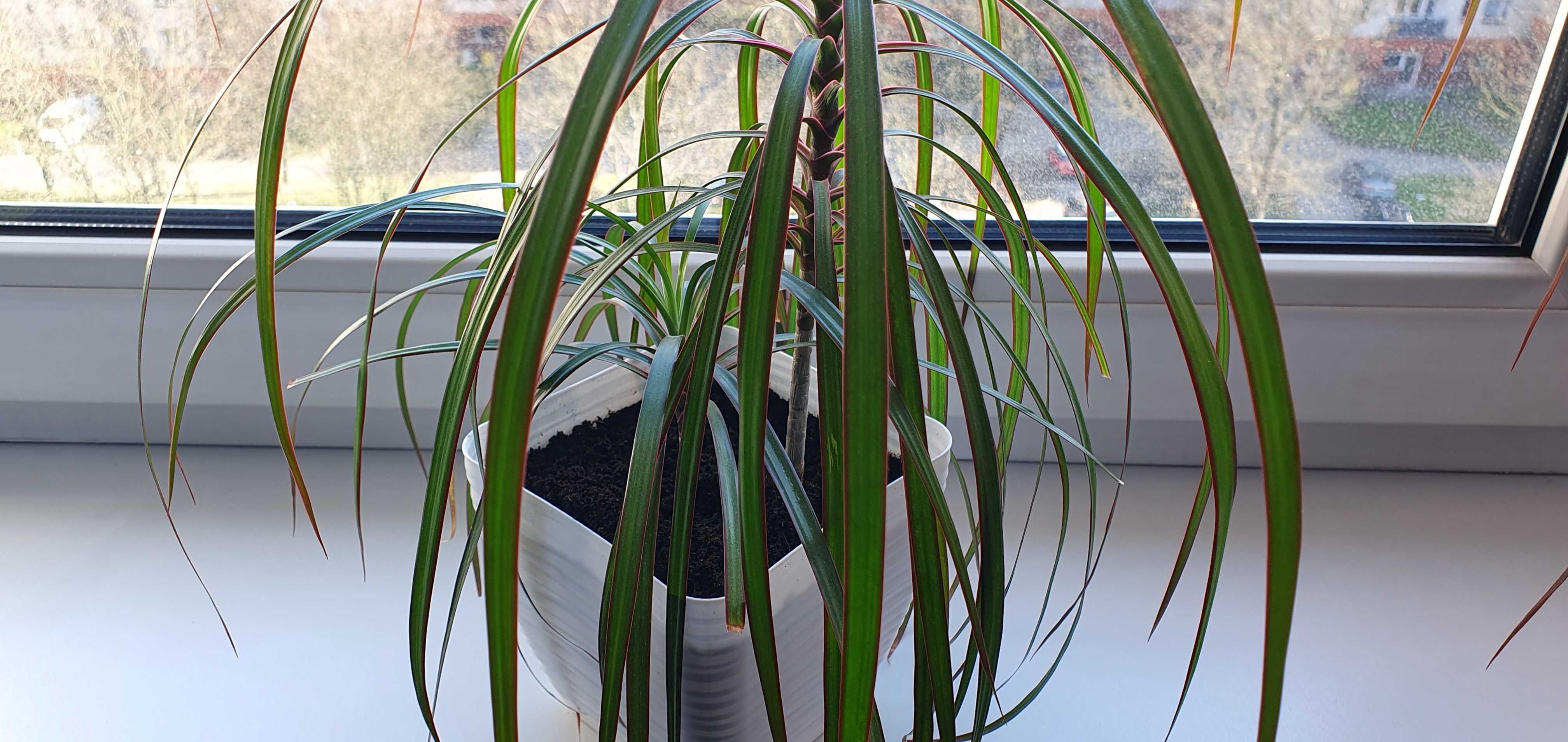 Dracena roślinka zielona wiosenna dekoracja ozdoba pokoju