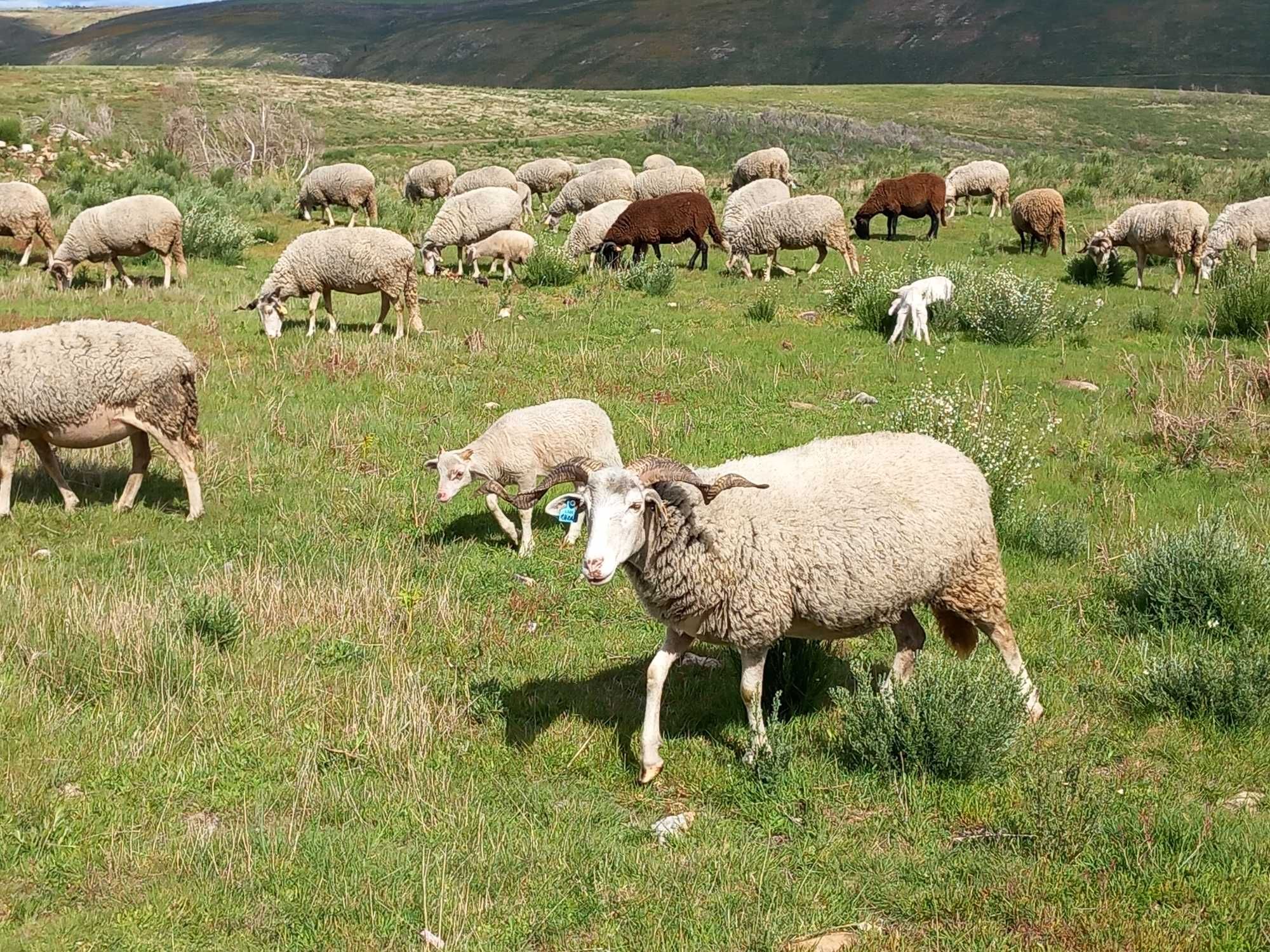 10 ovelhas novas + borregas/os, raça Bordaleira Serra da Estrela, MPB