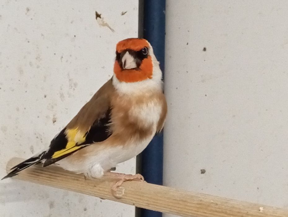 Vendo pintassilgos major