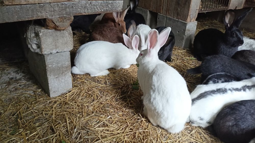 Króliki termondzkie i krzyżówki