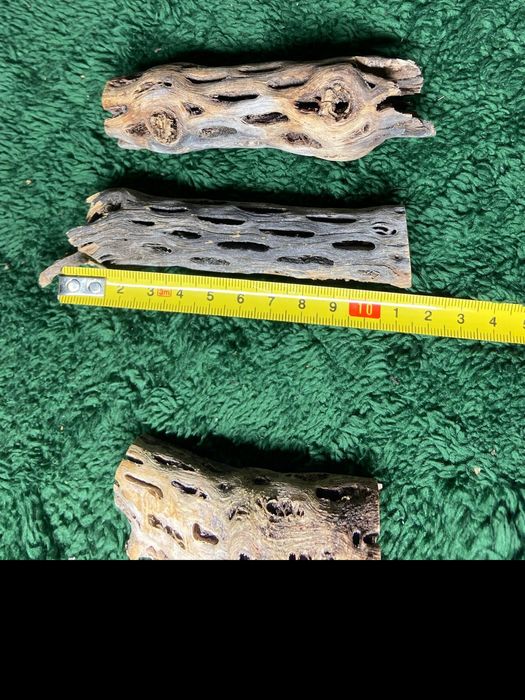 Cholla Wood QUALIDADE PREMIUM