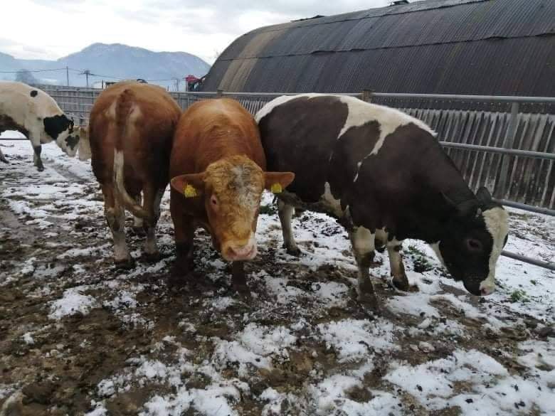 Skup bydla,koni,owiec,cieląt