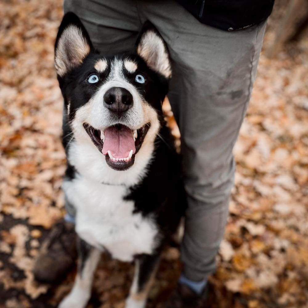 Pies Nanook w typie północniaka do adopcji!