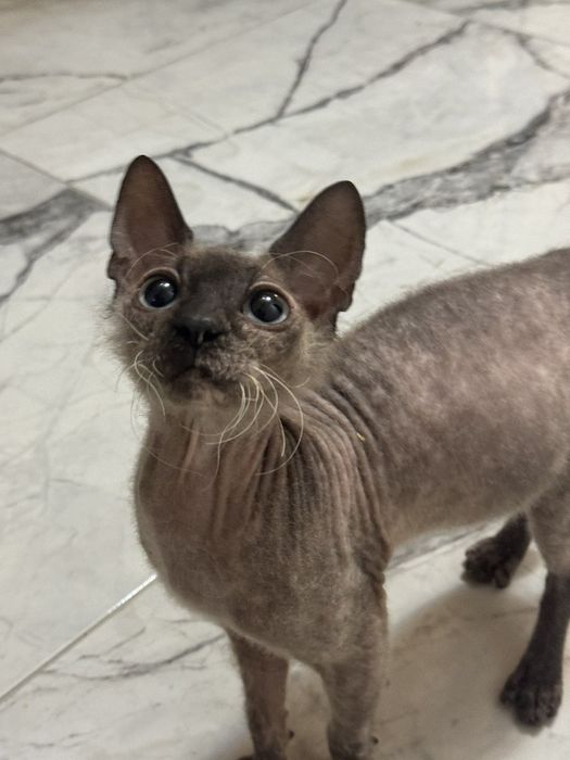Кішка сфінкс. Віддам в добрі руки