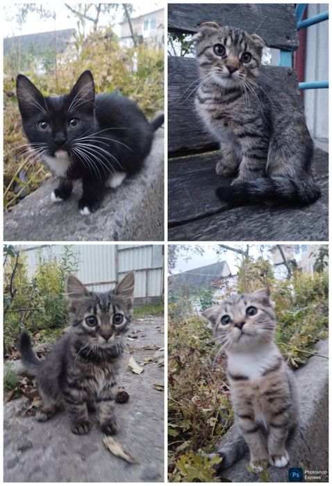 Милі та грайливі кошенята шукають люблячу родину.