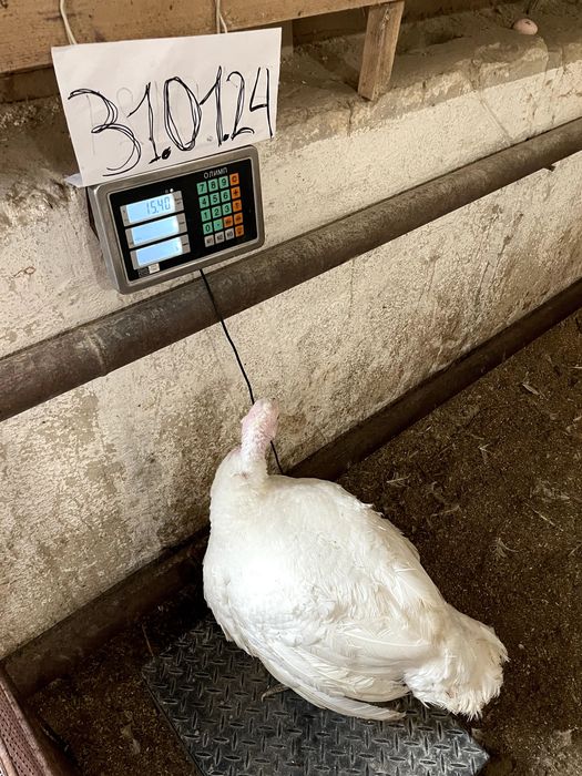 Яйцо Инкубационное| Яйце Інкубаційне | БИГ-6 | БІГ-6