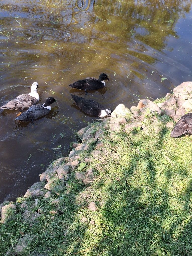 Call duck tegoroczne