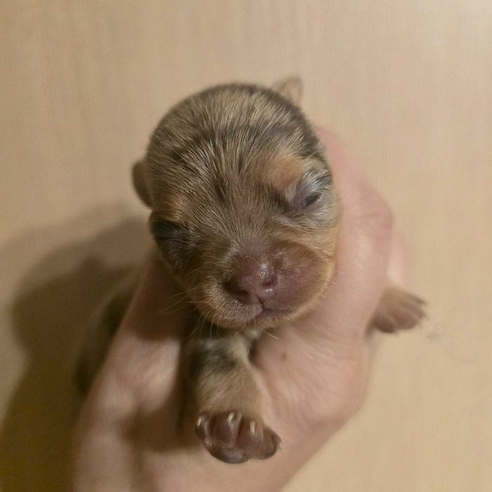 Chihuahua suczka choco merle tan