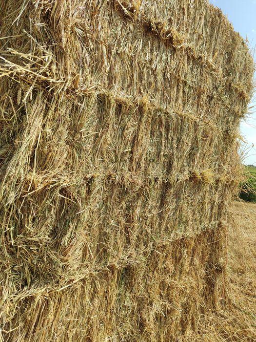 Feno Novo 2025 Trigo e Azevem