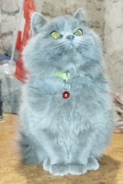 Котеня (британці), ручна,привчена до лотка, кішка, сіра.