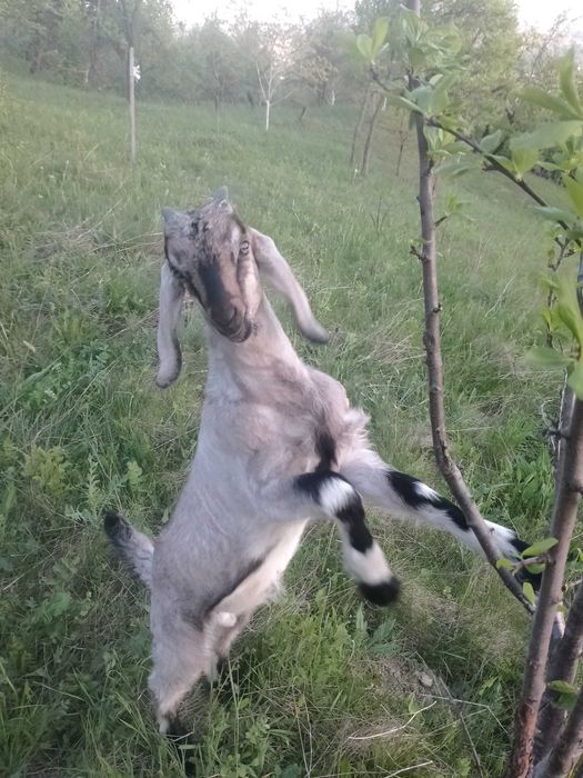 Козлик, 2 місяці, порода англо- нубійська. Добре вигодований!