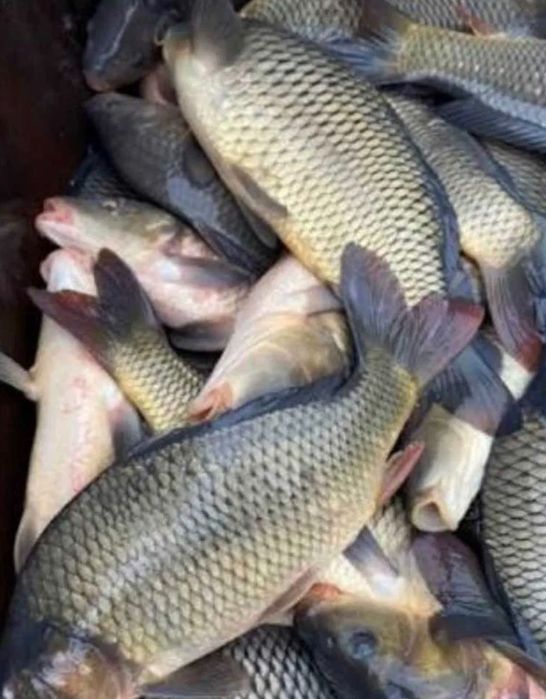 Продам живу рибу оптом вид 100 кг