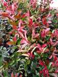 Photinias para sebes